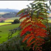 Seasons changing colour by Anne Leggett