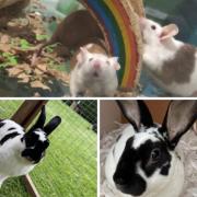 These animals with the Cotswolds Dogs and Cats Home in Gloucestershire need new homes (CDCH/Canva)