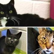 These 3 cats at Cotswolds Dogs and Cats Home are looking for forever homes (CDCH/Canva)