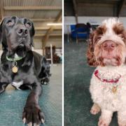2 dogs at Cotswolds Dogs and Cats Home are looking for forever homes (CDCH/Canva)