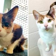 6 cats at Cotswolds Dogs and Cats Home in Gloucestershire need new homes (CDCH/Canva)