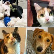 These 4 animals with the Cotswolds Dogs and Cats Home in Gloucestershire need forever homes (CDCH/Canva)