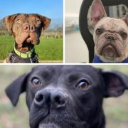 These 3 dogs with Cotswolds Dogs and Cats Home in Gloucestershire need new homes (CDCH/Canva)