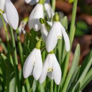 Snowdrops by Dave Cooper