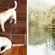 The dogs went missing at Cherington Pond (photo: Mandy Frances Shipway, Gloucestershire Camera Club).