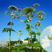 Giant Hogweed spotted in Stroud. (WhatShed and Pixabay)
