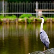 Heron by Dave Cooper