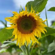 Beautiful sunflower field opening soon in Stroud