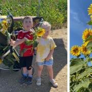 Take wonderful photos in stunning sunflower field this summer