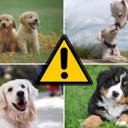 Warning to UK dog owners over common plants that could lead to death. (pa)