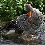 Duck at Slimbridge by Cheryl Iwaskiw