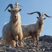 Kashmiri goats at Great Orme