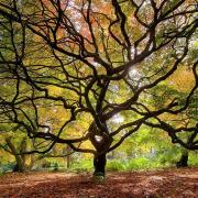 Westonbirt Arboretum by Aaron Herring