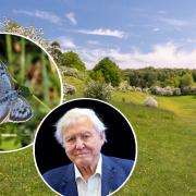 Nature reserve near Stroud stars in David Attenborough new documentary 
