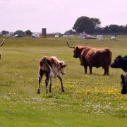 Cows on the common in last year's Marking Day event - photo by Simon Pizzey