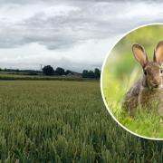 Myxomatosis has reportedly been spotted in wild rabbits around fields in Cam