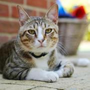 A warning has been issued by PETA after five cats died in Stroud recently (library image)