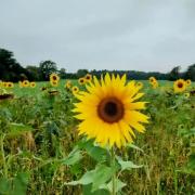 Sunflower by Chris Hailstone