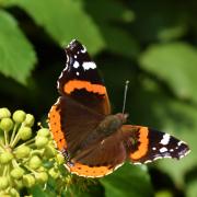Butterfly by Elizabeth Oakley