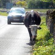 Calls have been made for more road safety measures to prevent killing of cattle and horses on Minchinhampton and Rodborough Commons.