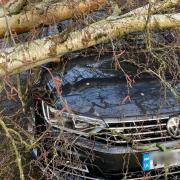 Tree falls onto VW car