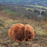 Cow on Malvern Hills by Aaron Herring