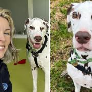 Cotswolds Dogs and Cats Home have launched a fundraising appeal to help 7-year-old Diego the Dalmatian