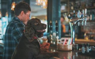 Do you like to take your dog to the pub?