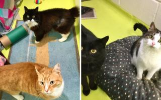 These 4 cats with Cotswolds Dogs and Cats Home in Gloucestershire need new homes (CDCH/Canva)