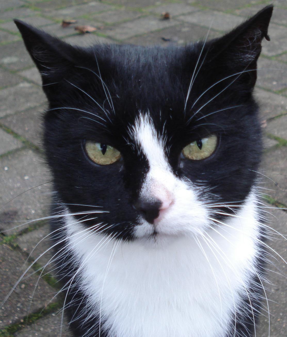 Appeal For Owners Of A Black And White Cat Found In Stonehouse To Come Forward Stroud News And Journal