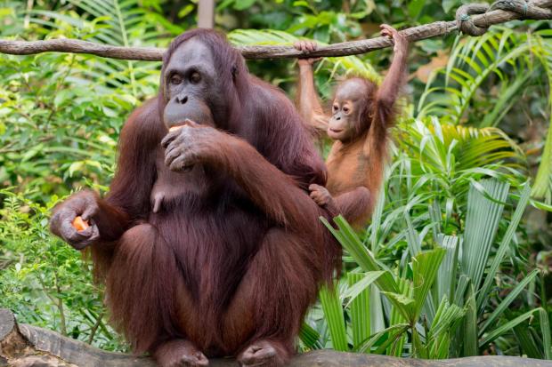 Orangutans are highly emotional animals