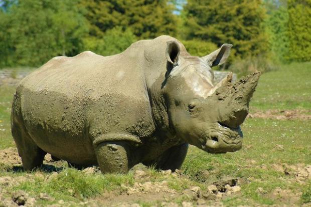 Rhino at Cotswold Wildlife Park. Picture: Neil Hanson