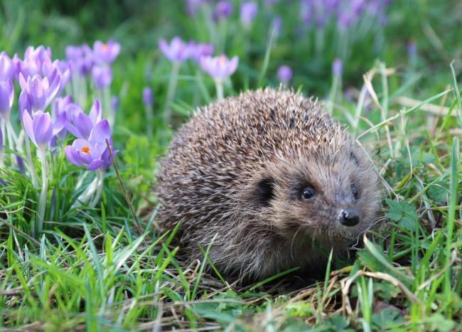 How To Make A Home For Hedgehogs In Your Garden Stroud News And